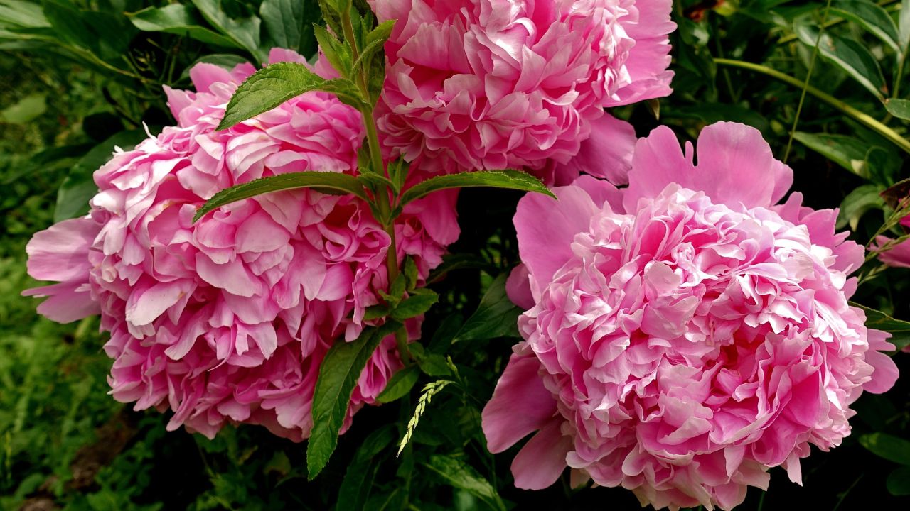 Peonies 2