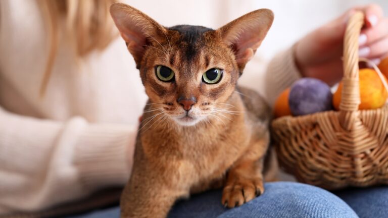 10 Cat Breeds That Are Just As Good As a Guard Dog
