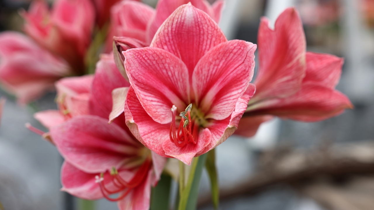 Amaryllis