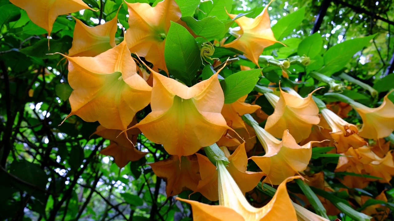 Angels Trumpet
