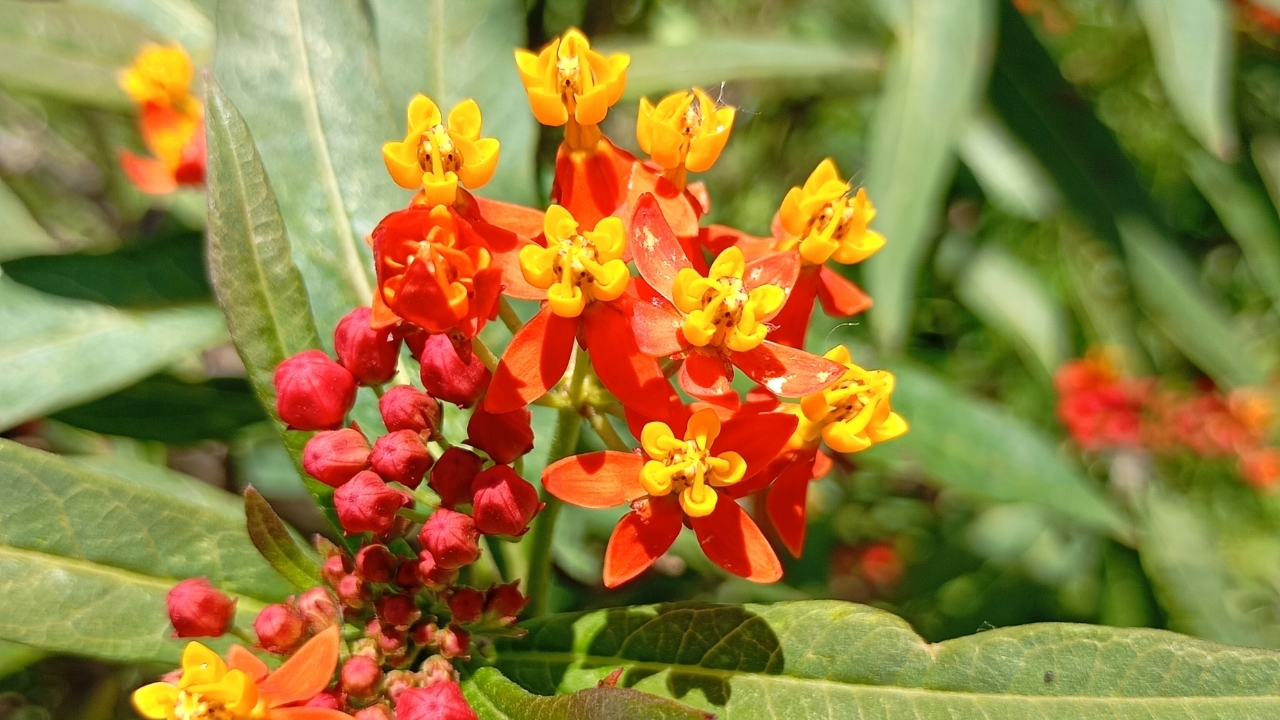 Asclepias Currassavica