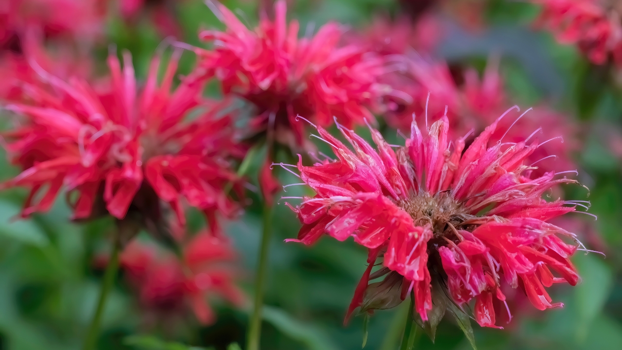 Bee Balm
