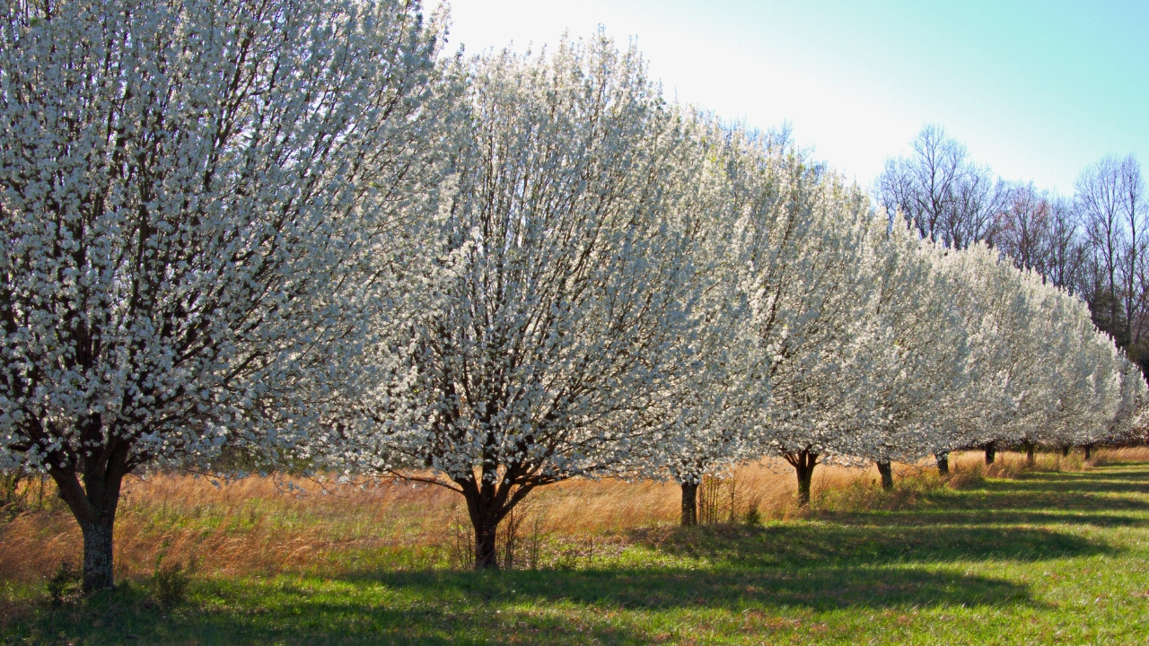 Bradford Pear