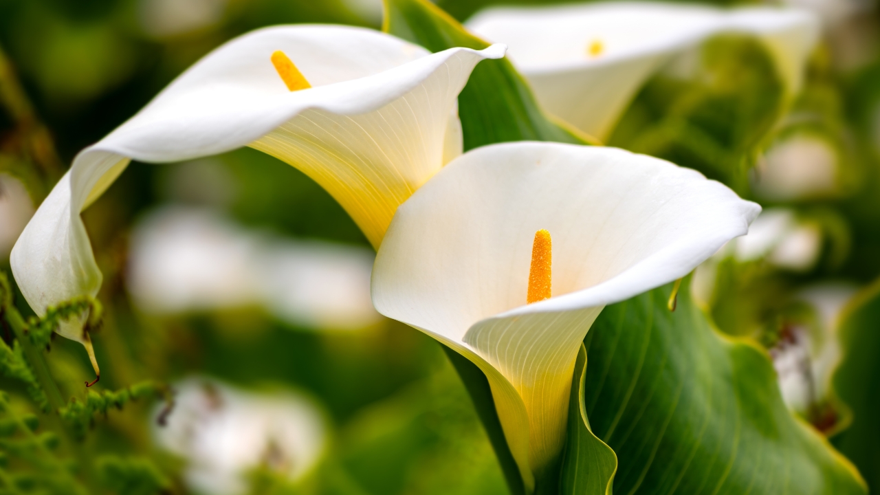 Calla Lily