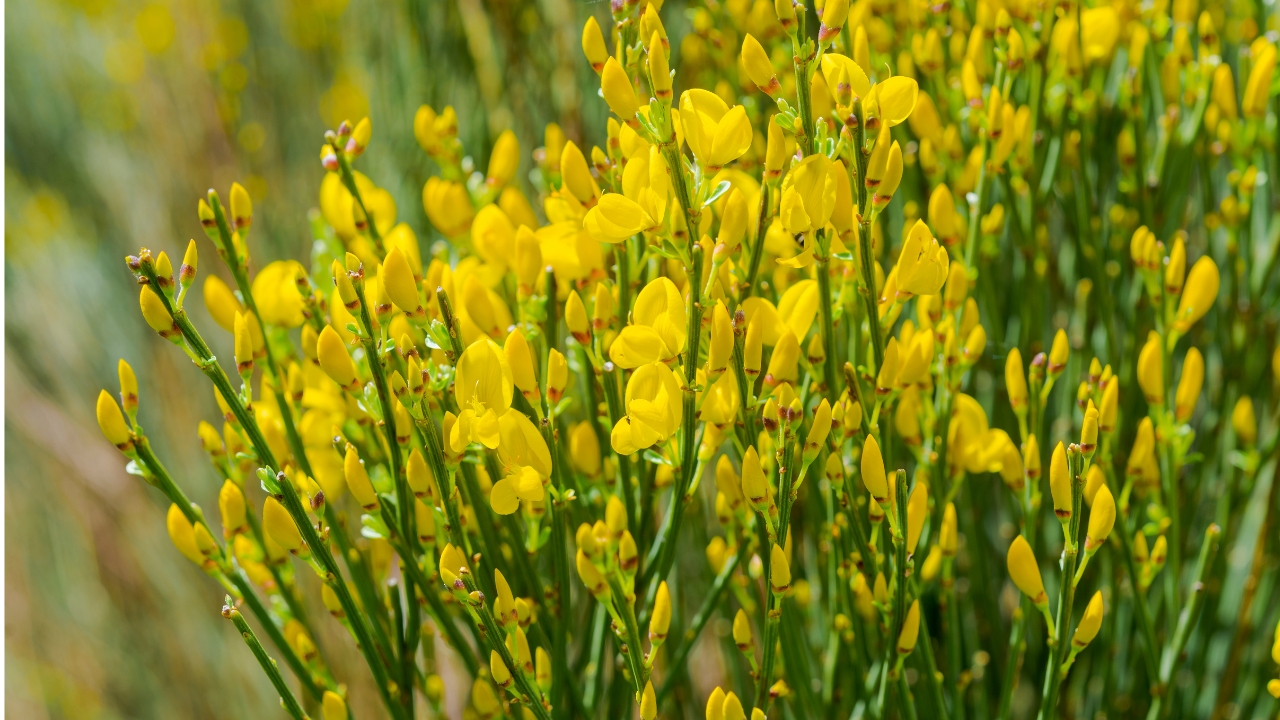 Cytisus Broom Plant