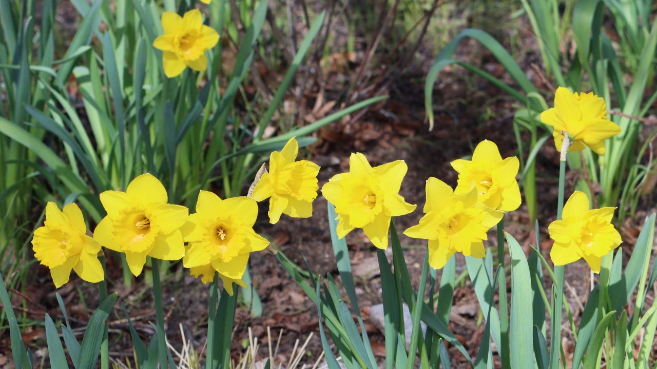 Daffodils