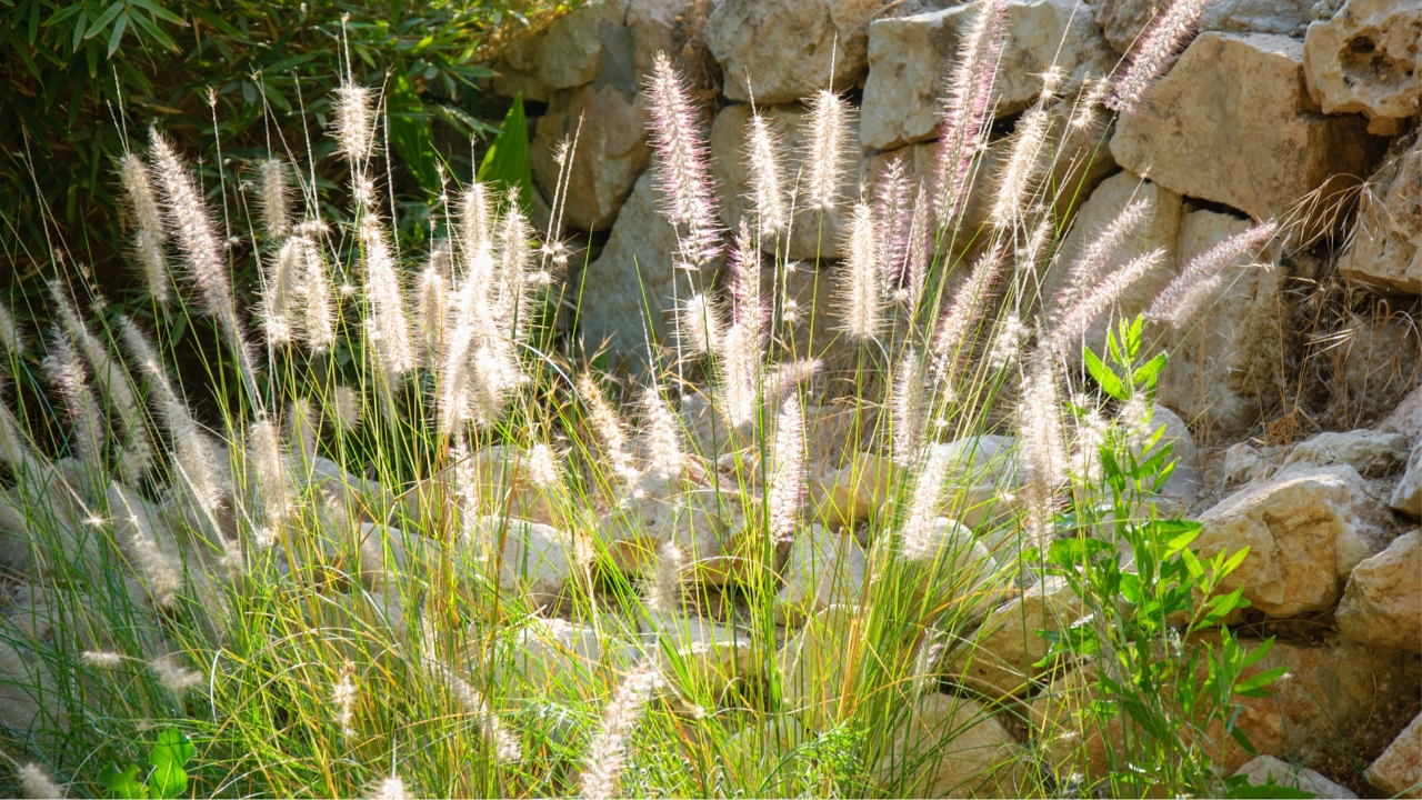Fountain Grass