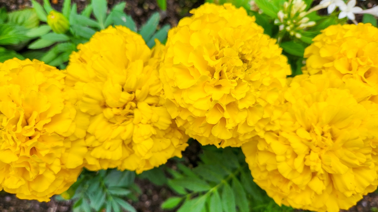 Giant Marigolds