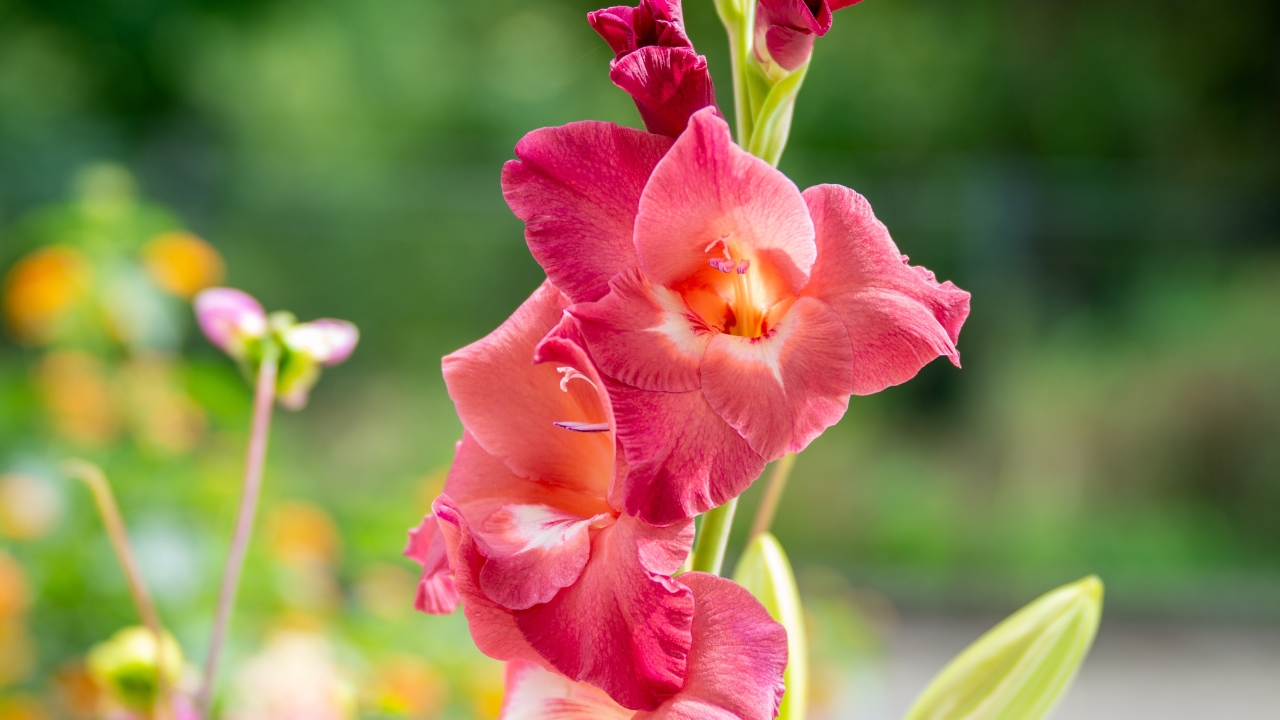 Gladioluses