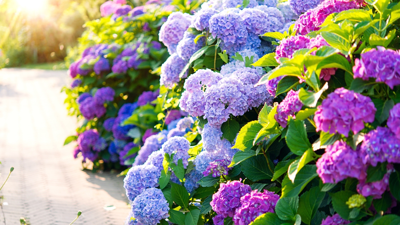 Hydrangea