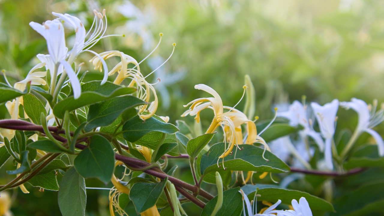 Lonicera Japonica