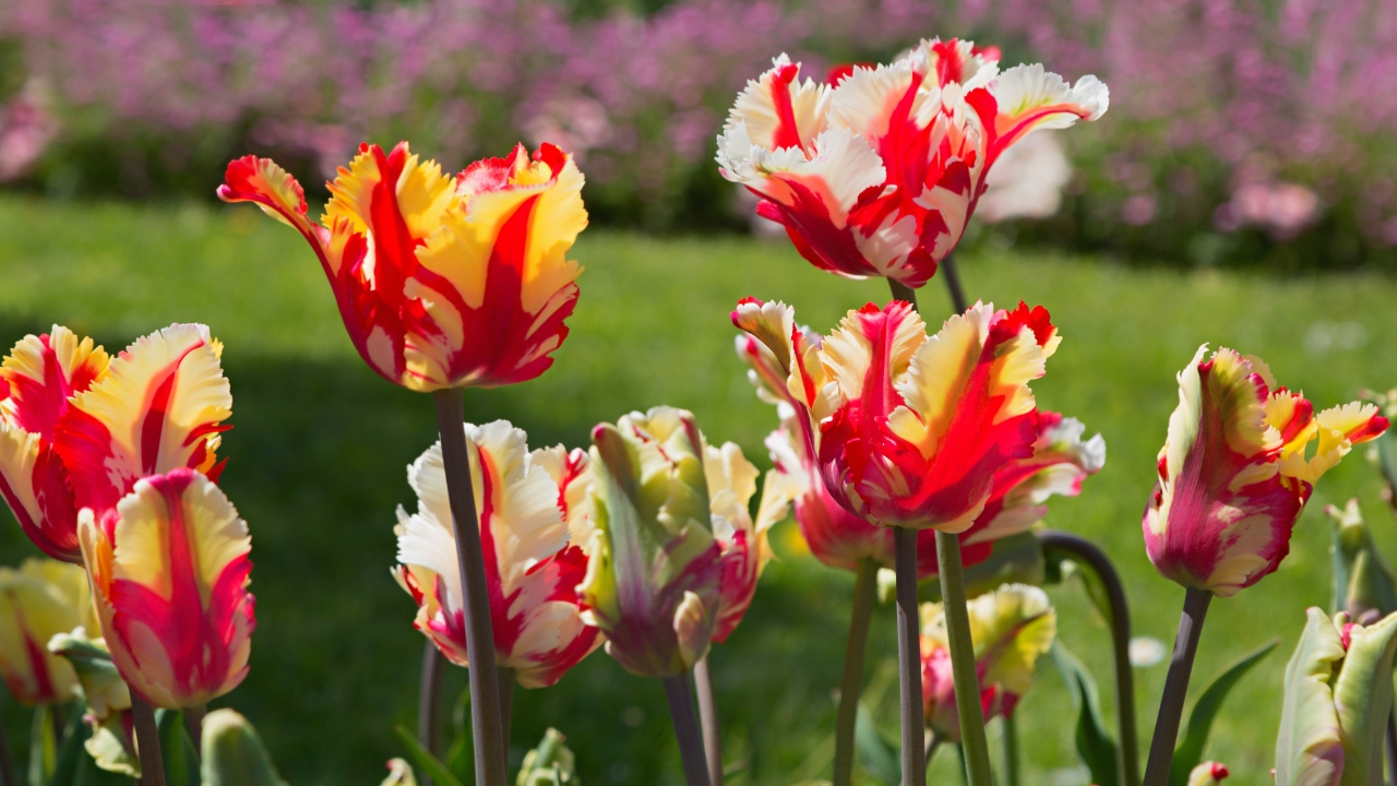 Parrot Tulips