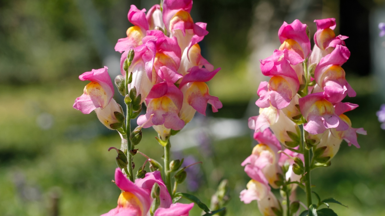 Snapdragons
