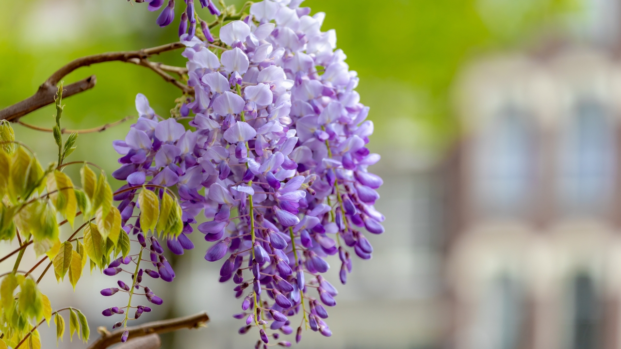 Wisteria Sinensis