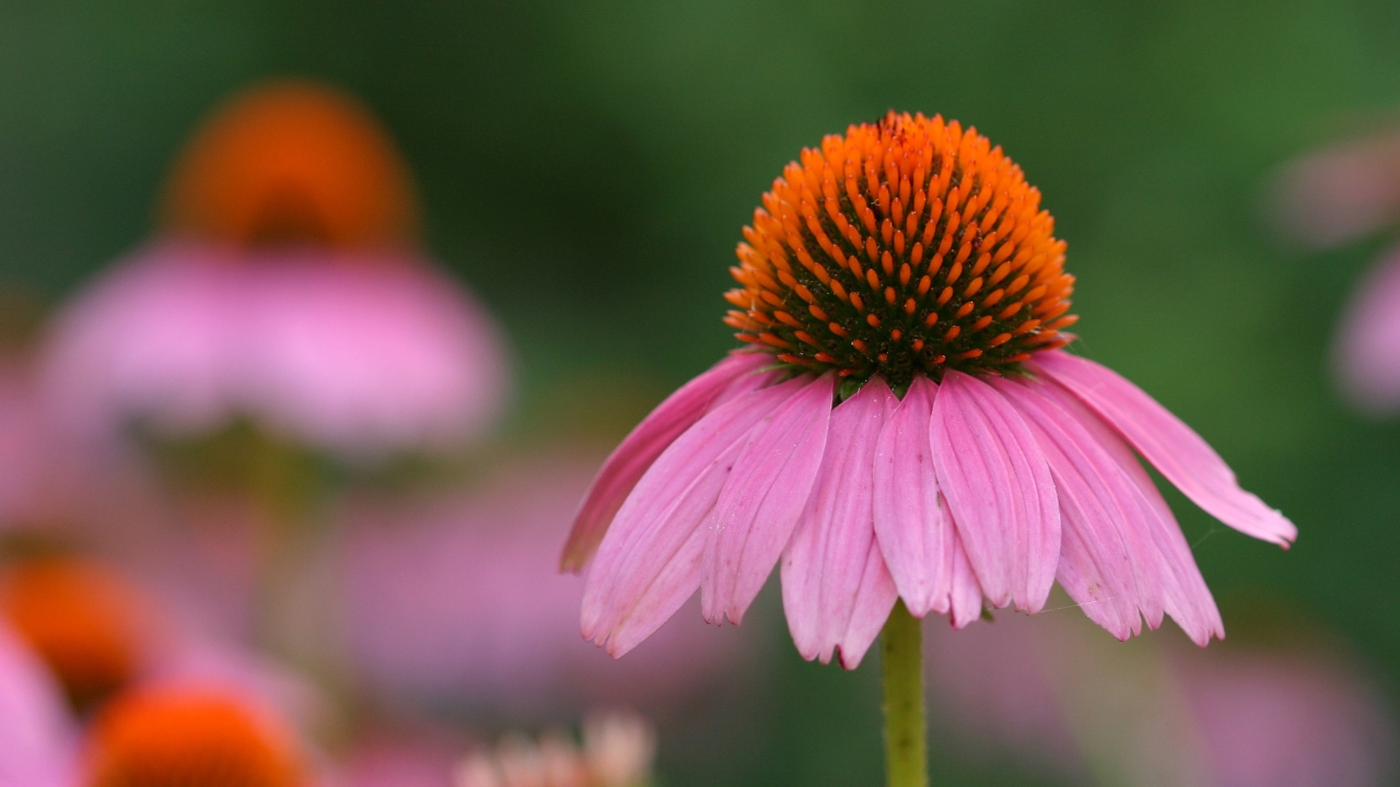 10 Plants That'll Easily Survive the Winter 2 coneflower 1