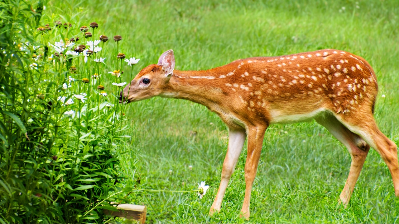 deer eating flower