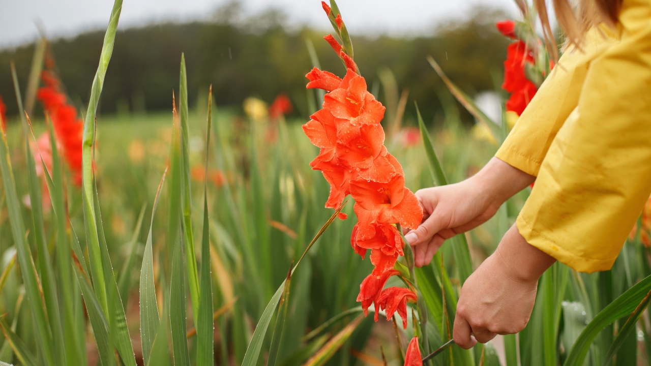 gladiolus