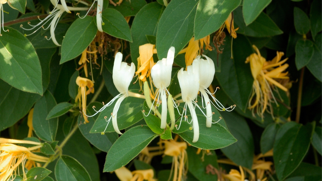 honeysuckle