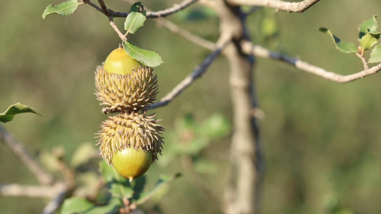 Bur Oak Quercus macrocarpa tree
