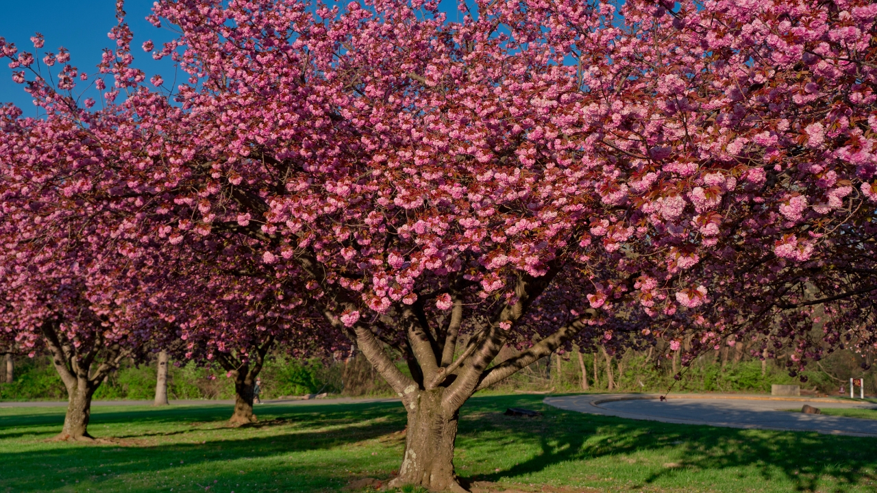Crabapple tree