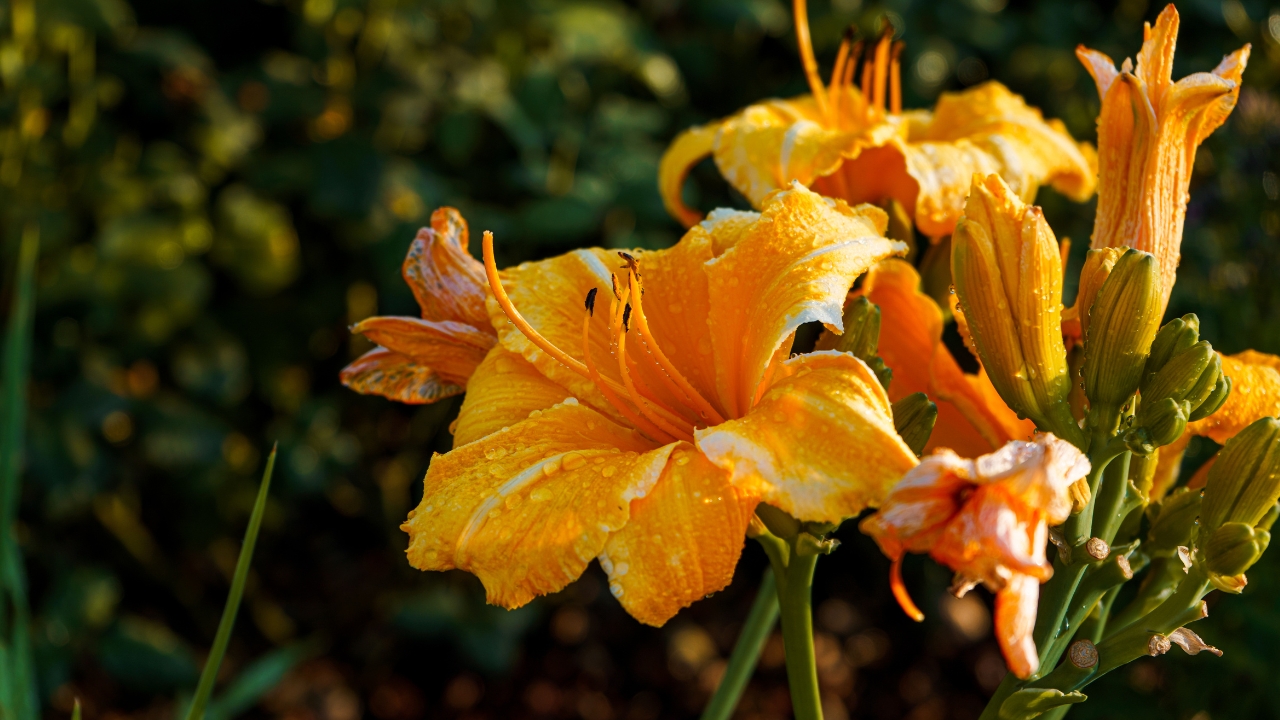 10 Plants That'll Easily Survive the Winter 9 Daylily
