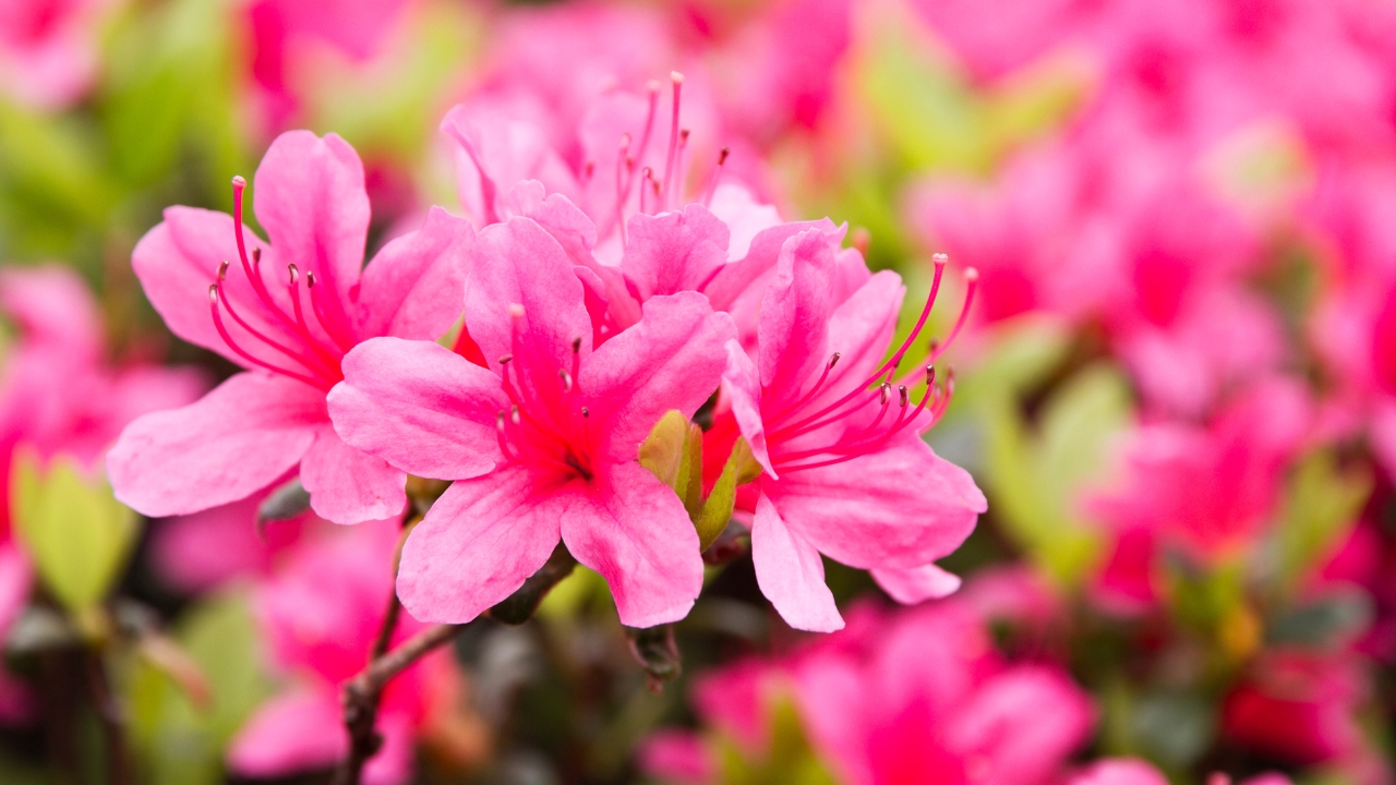 10 Plants That'll Easily Survive the Winter 4 Double Shot Grape Azalea