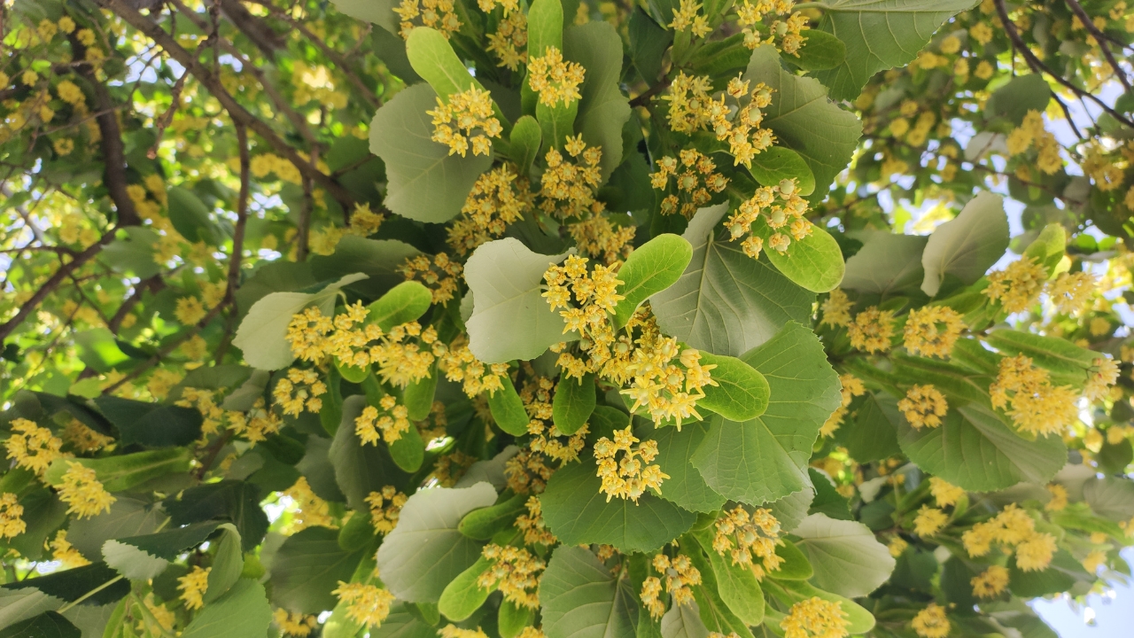 Dropmore Linden Tilia x flavescens Dropmore tree