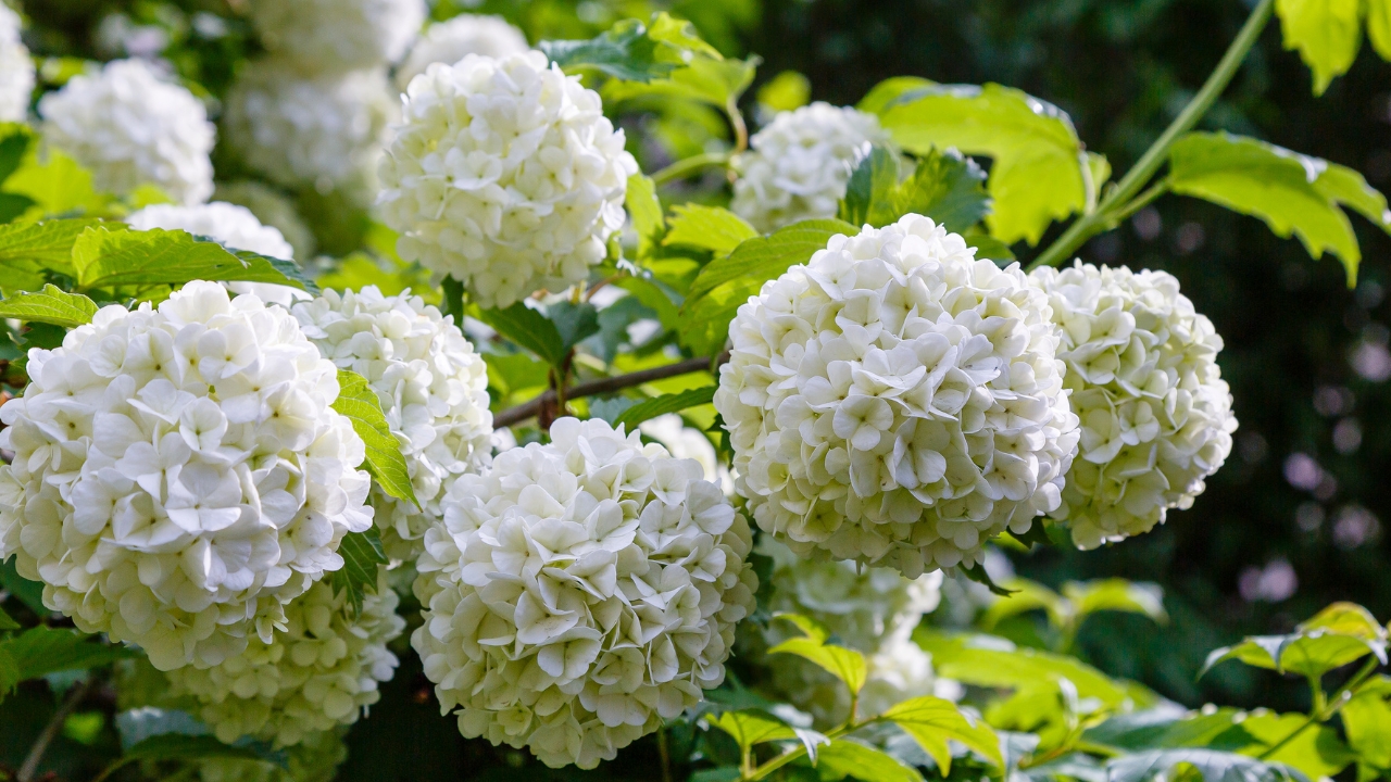 10 Plants That'll Easily Survive the Winter 8 Dwarf Snowball