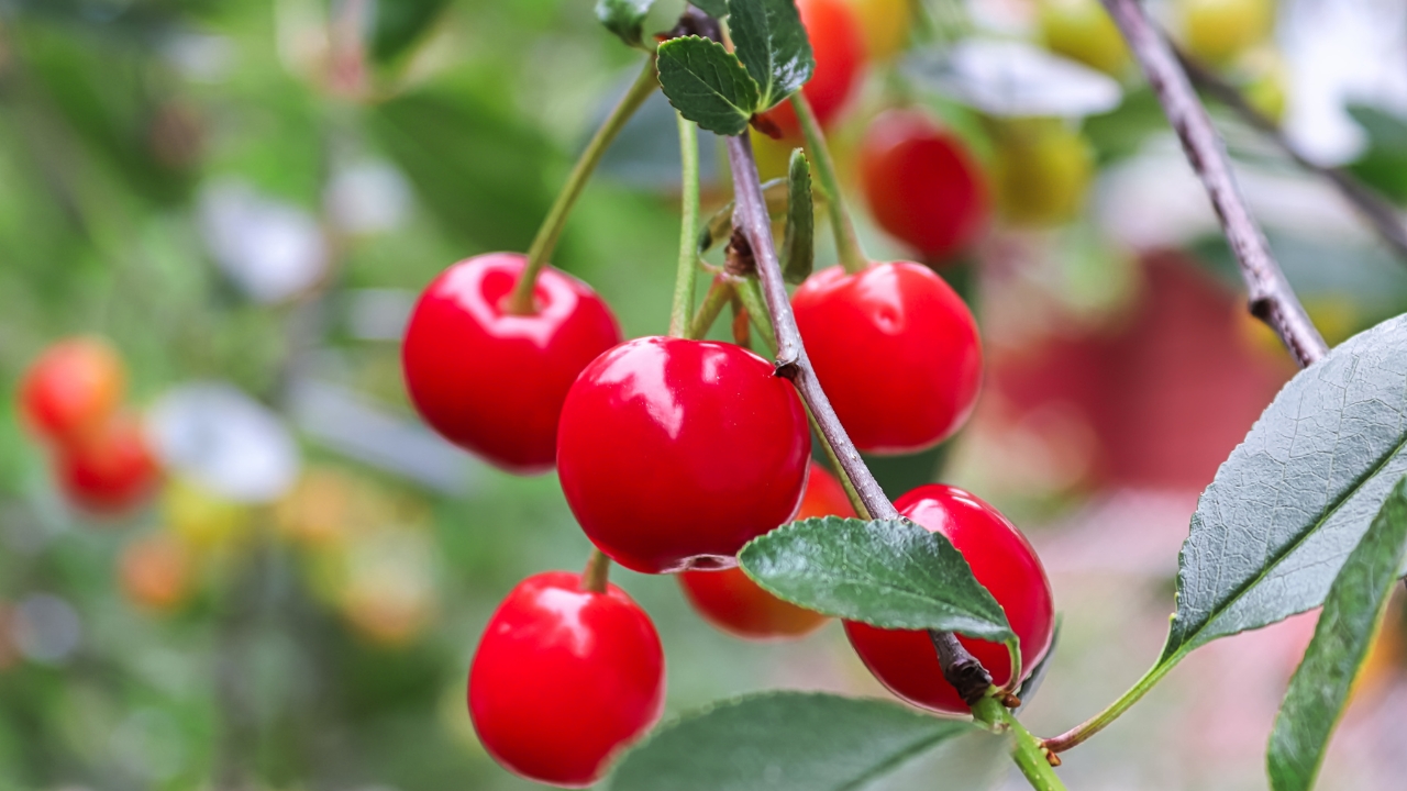 Evans Cherry Prunus Evans