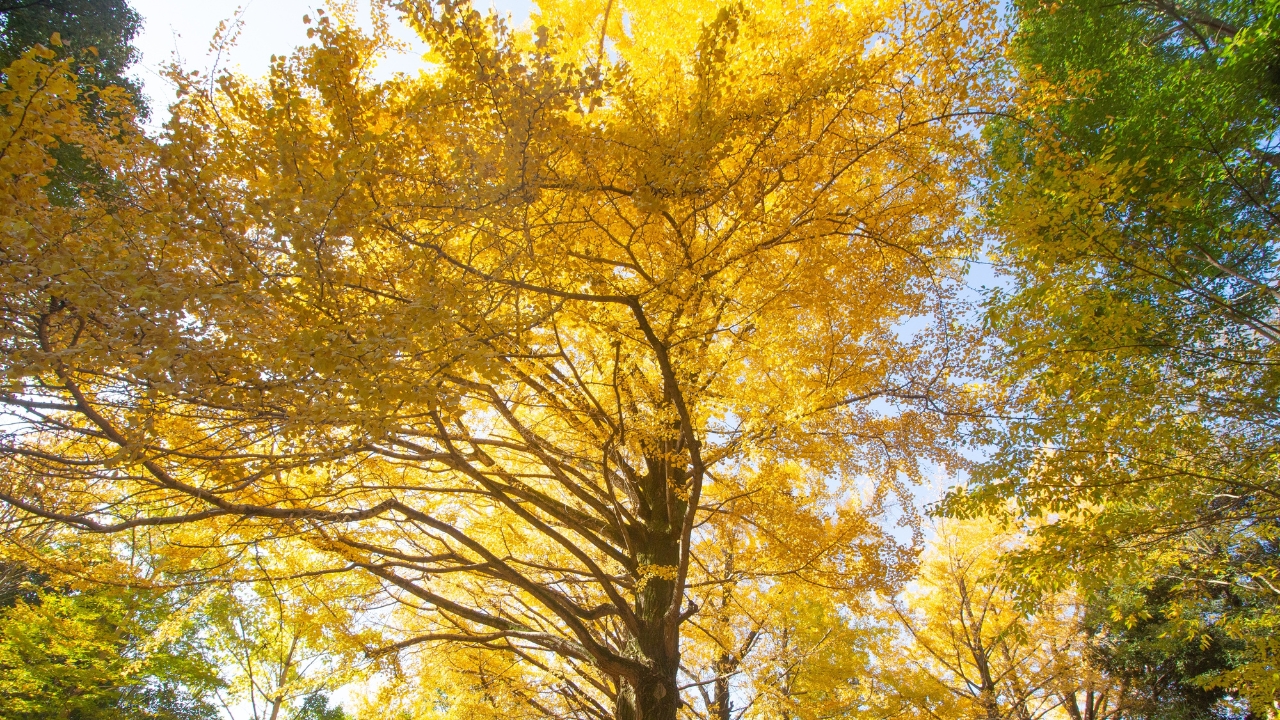 Ginkgo Ginkgo biloba tree