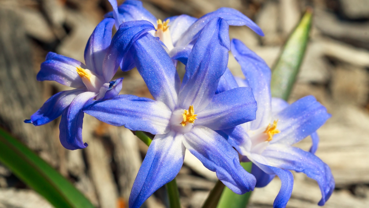 10 Plants That'll Easily Survive the Winter 6 Glory of the Snow