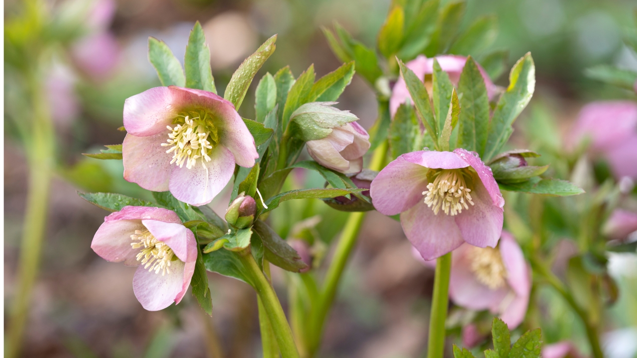 10 Plants That'll Easily Survive the Winter 7 Hellebore
