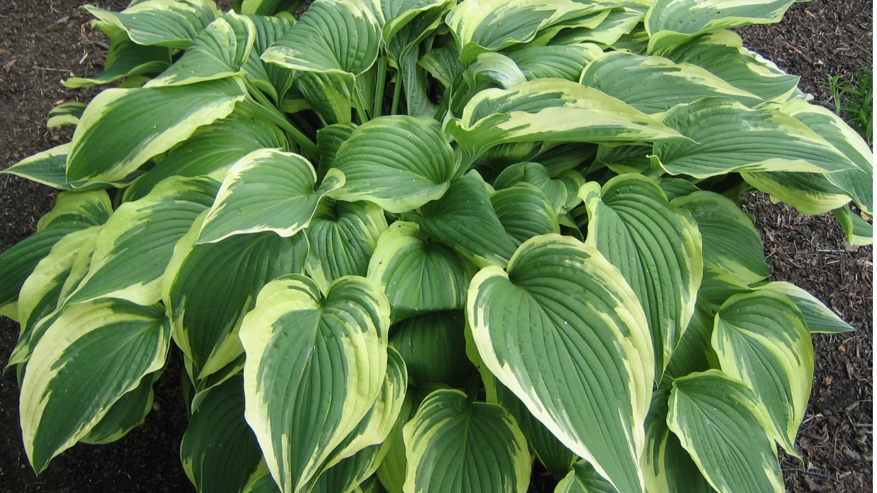 10 Plants That'll Easily Survive the Winter 10 Hosta