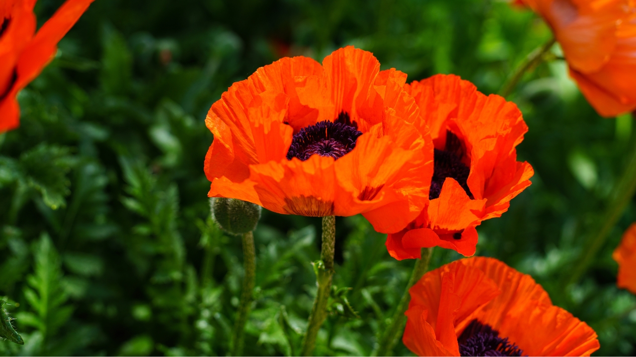 10 Plants That'll Easily Survive the Winter 11 Oriental Poppy
