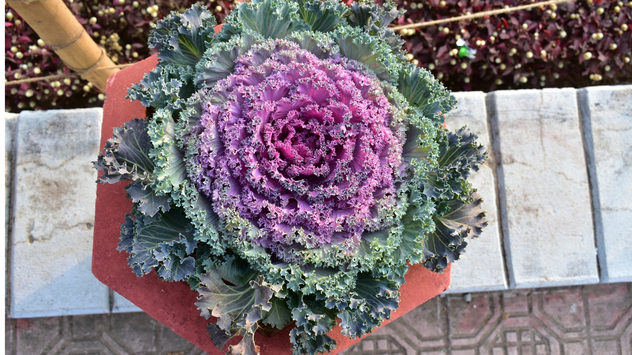 10 Plants That'll Easily Survive the Winter 5 Ornamental Kale