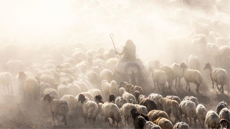 9 things to know about shepherd life in the Bible
