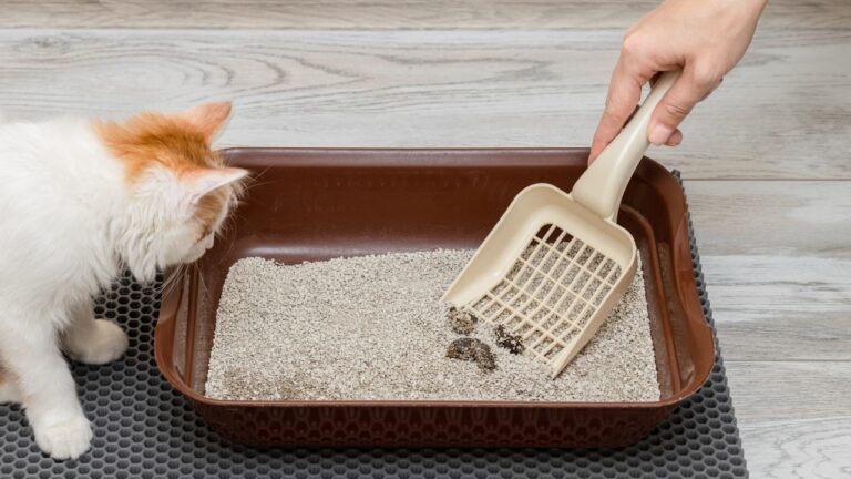 Woman says her boyfriend “pranked” her by saving his own feces in the cats’ litter box — and the update only made the breakup sound more necessary