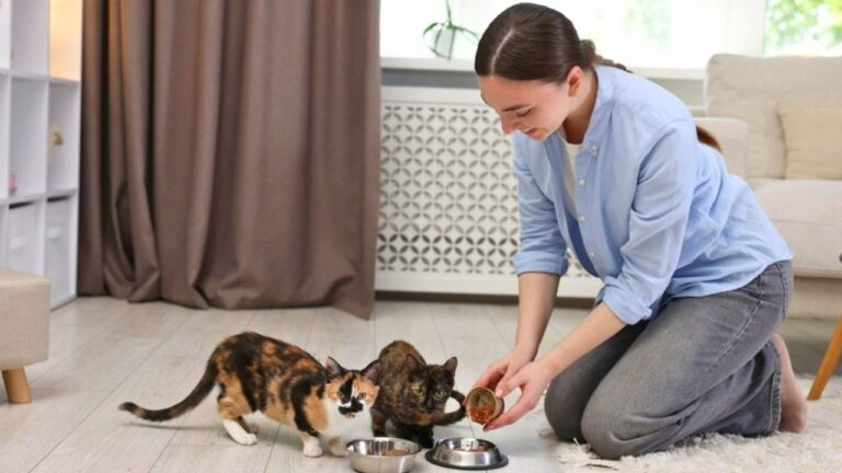 Neighbor Left Pets Behind for Three Weeks — Then Almost a Year Passed and the Basement Flooded