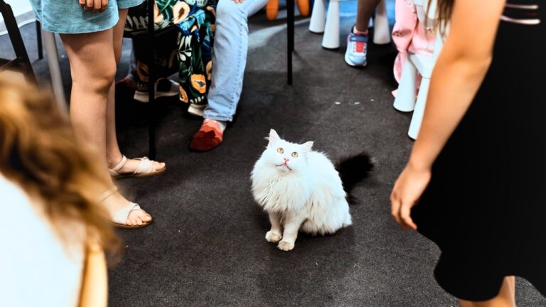 Woman Says Her Cat Sitter Asked To Bring One Friend Over — Then She Saw a Party Happening in Her Living Room