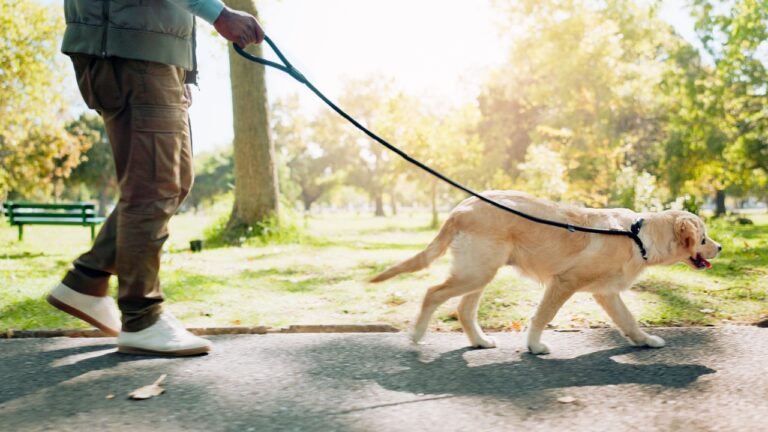 Husband Says His Wife’s “Birthday Gift” Was Walking the Dog — Then She Made It Sound Like a Big Deal